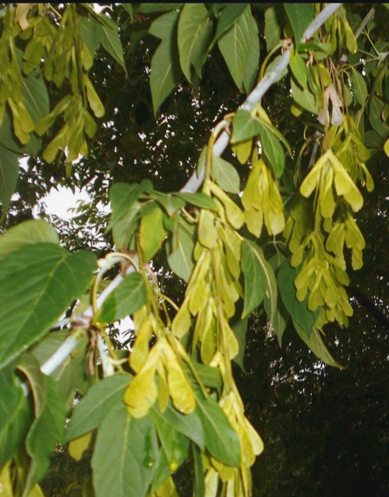 Американский клён вне закона