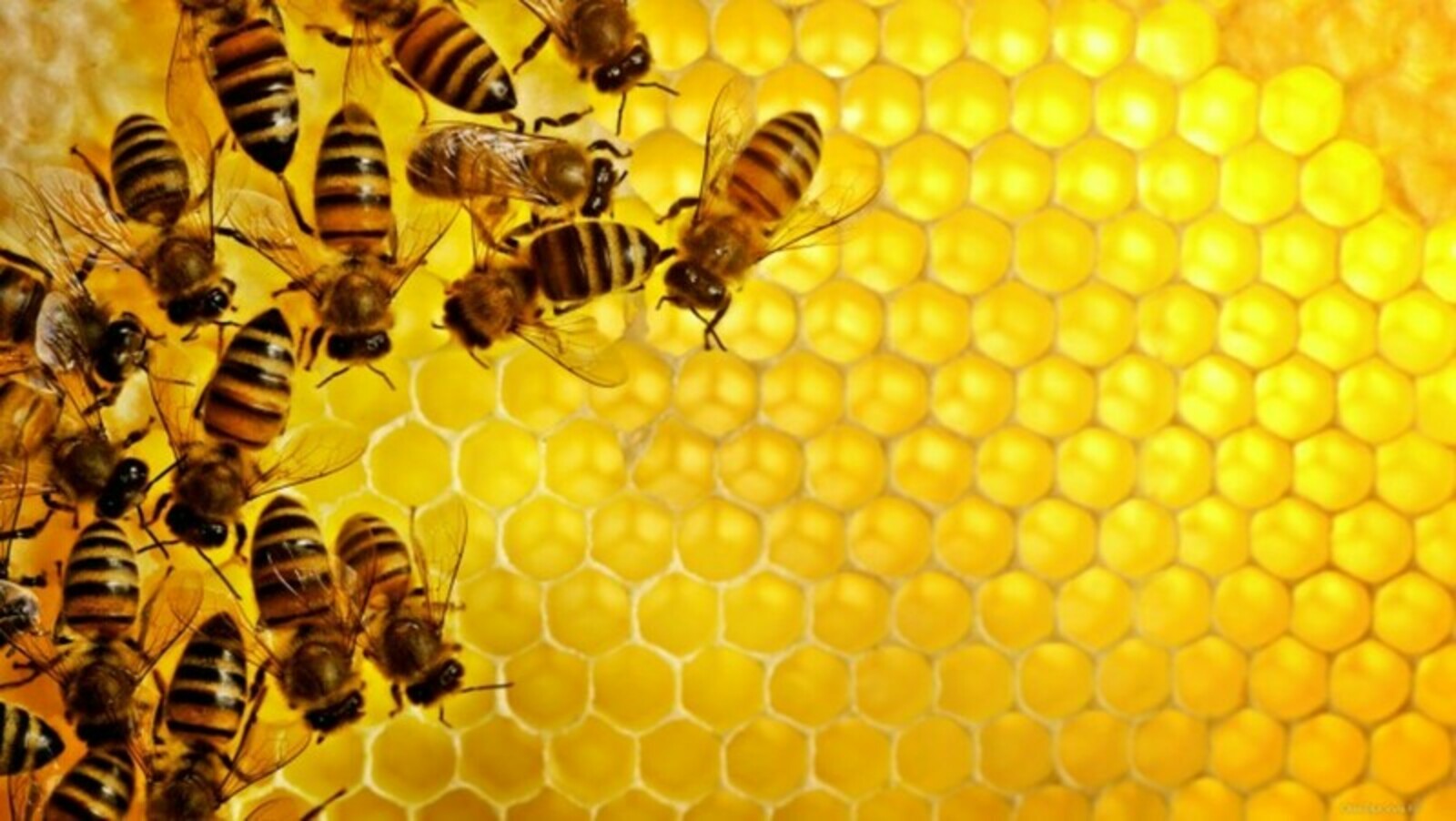 Где проверить пчел на заболевания