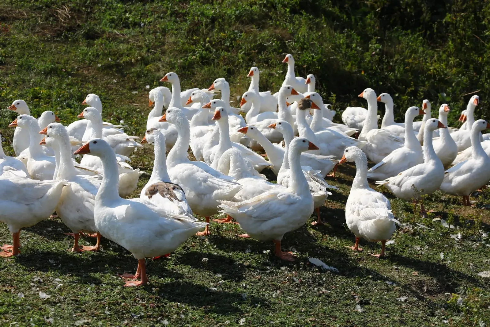 В Казахстане из башкирских яиц выведут гусят