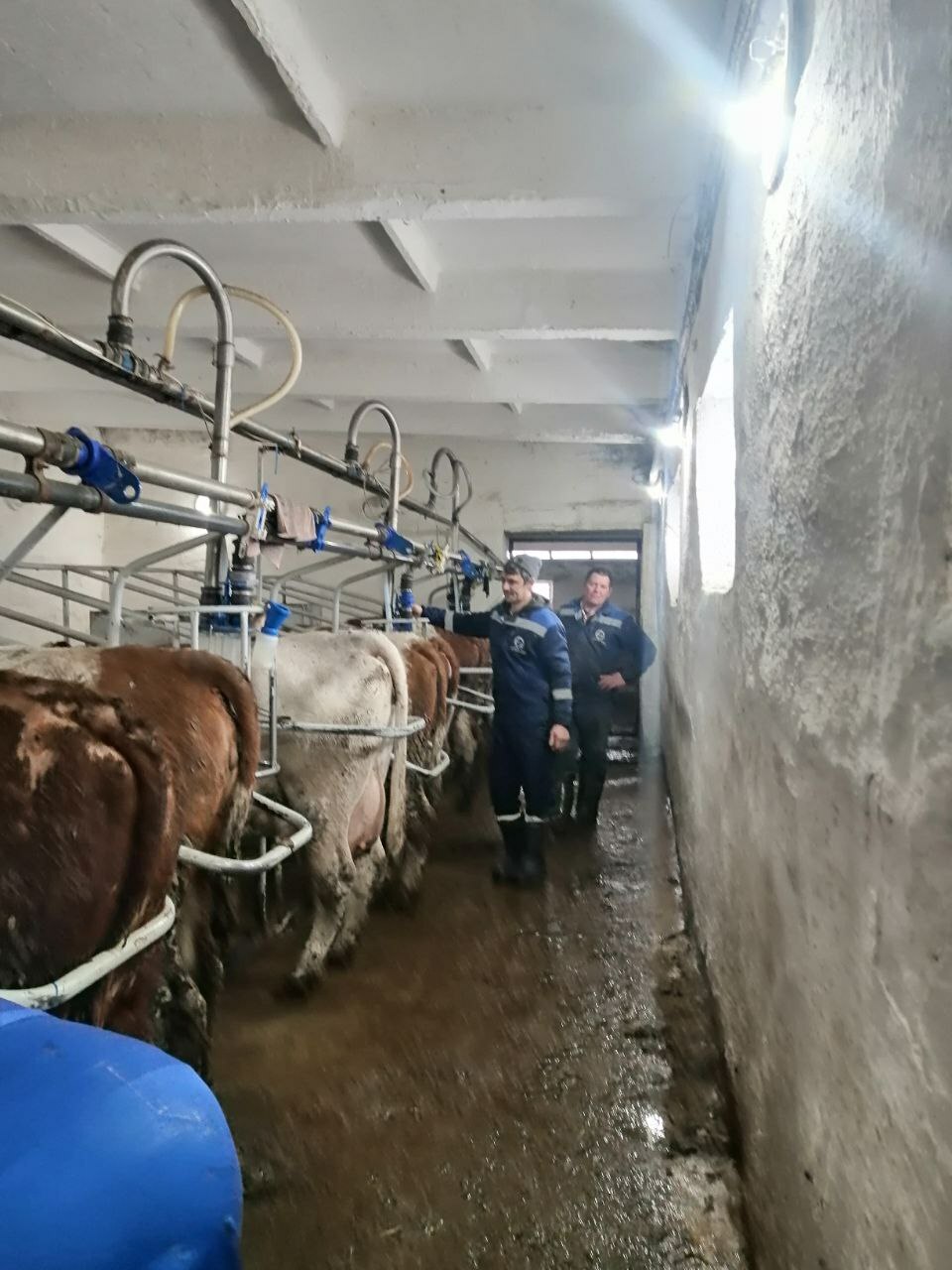 Будни фермы АО МТС Центральная в д.Красный Зилим