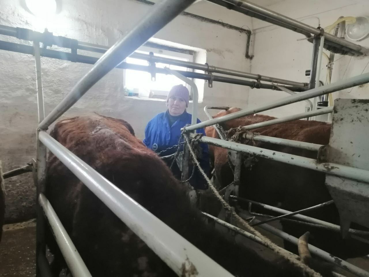 Будни фермы АО МТС Центральная в д.Красный Зилим