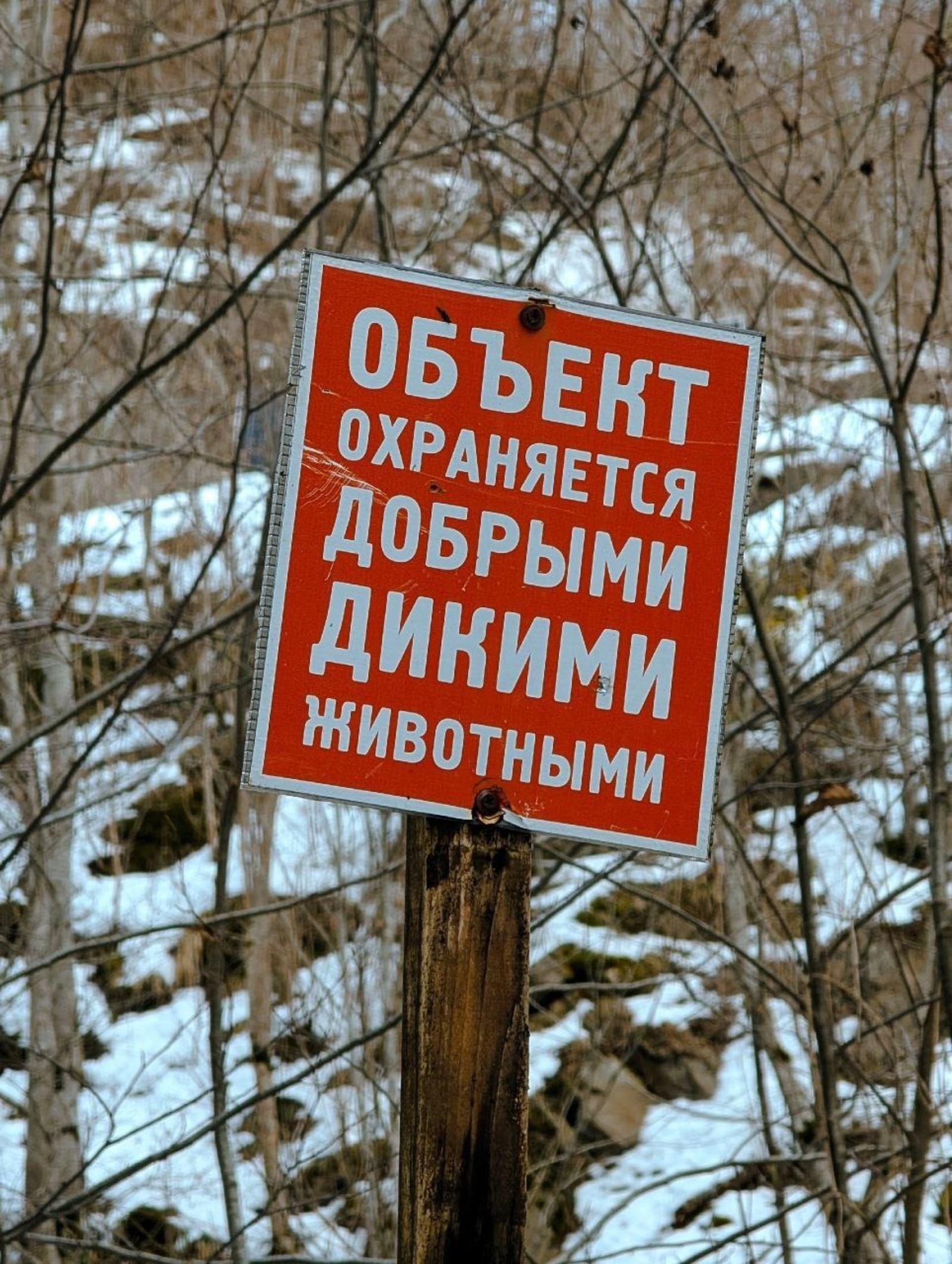 В Башкирии медведь напал на сноубордиста