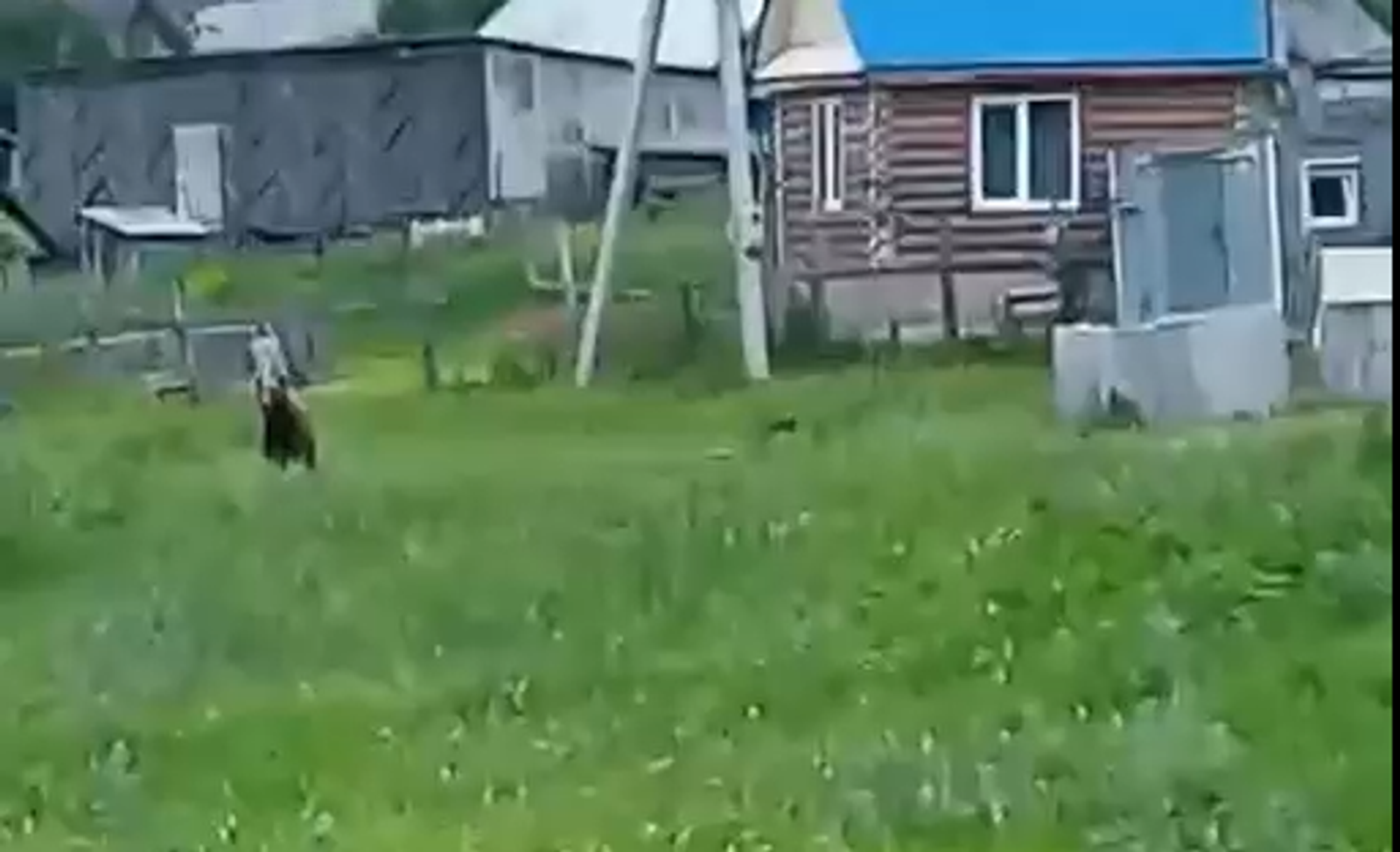 Медведь бегает по деревне! Смотрите видео