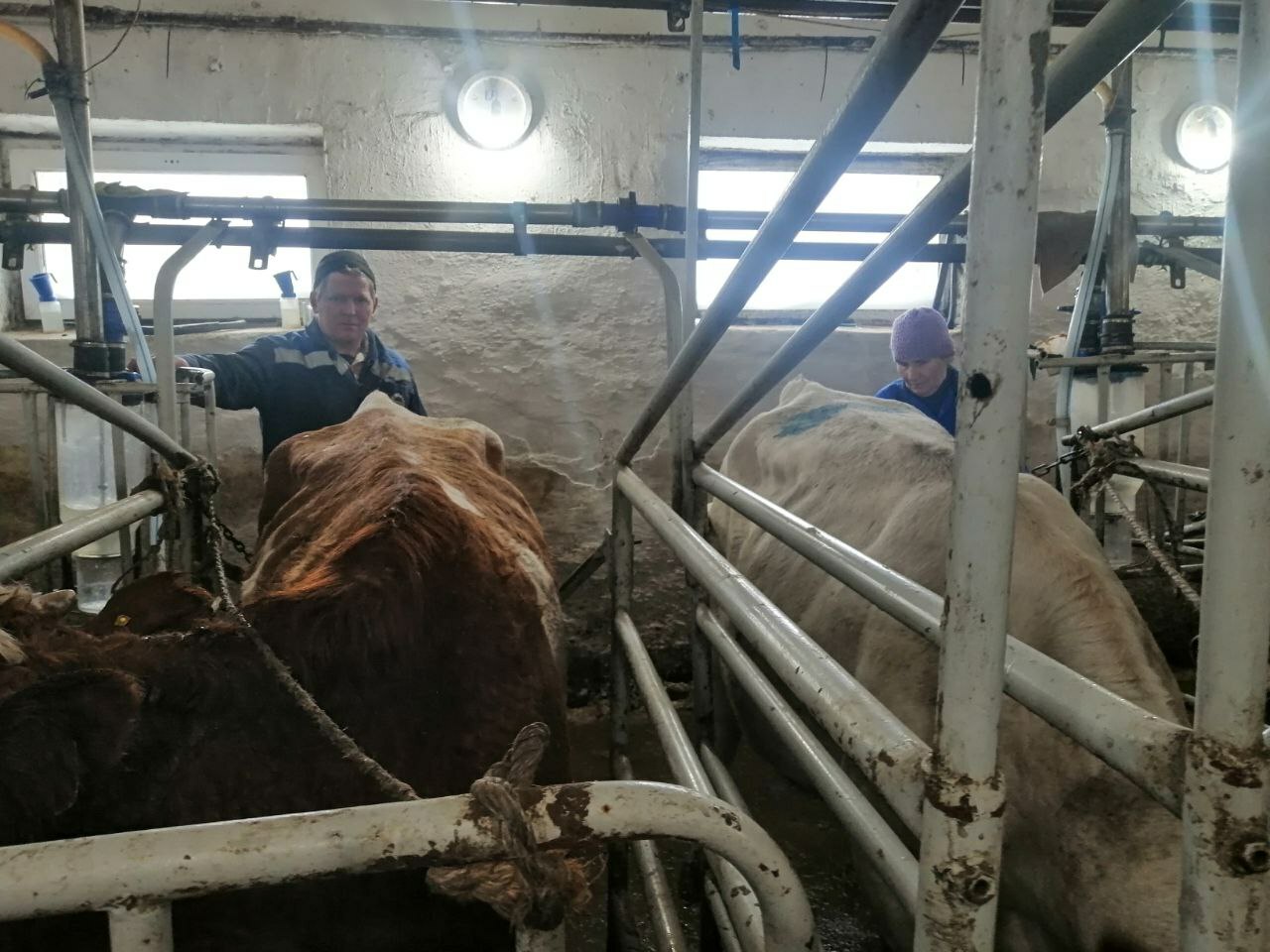 Будни фермы АО МТС Центральная в д.Красный Зилим