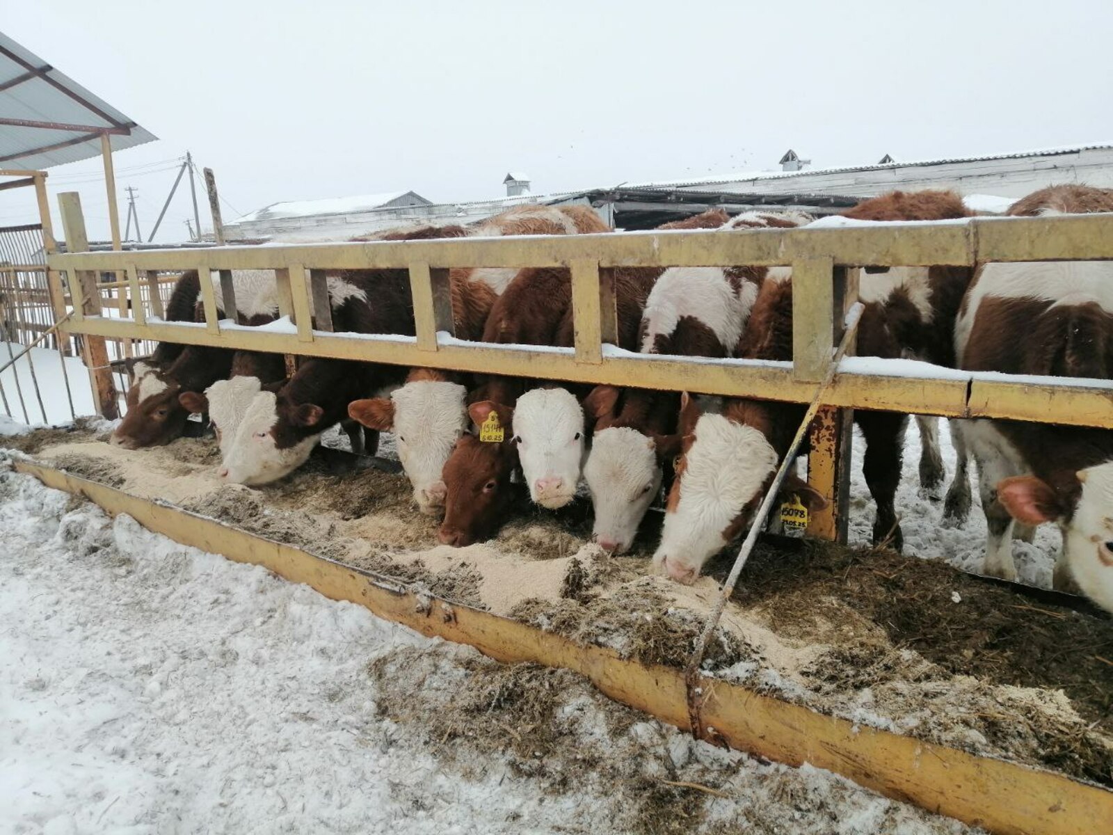 Будни фермы АО МТС Центральная в д.Красный Зилим