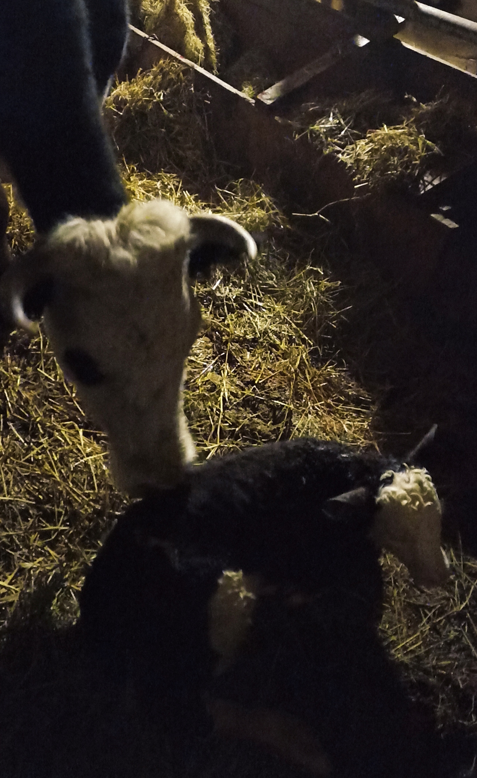 Готовимся к отелу: памятка животновода