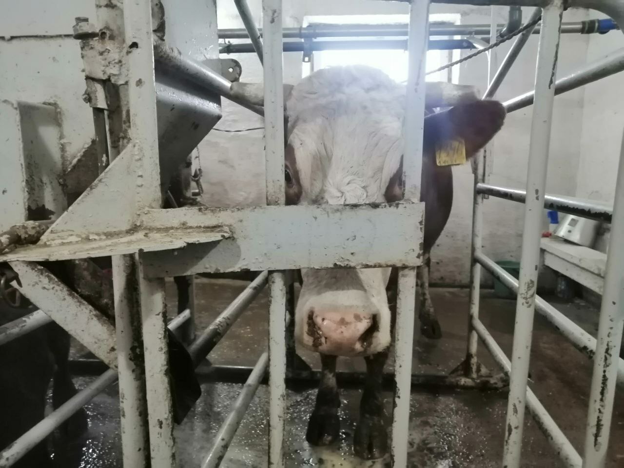 Будни фермы АО МТС Центральная в д.Красный Зилим