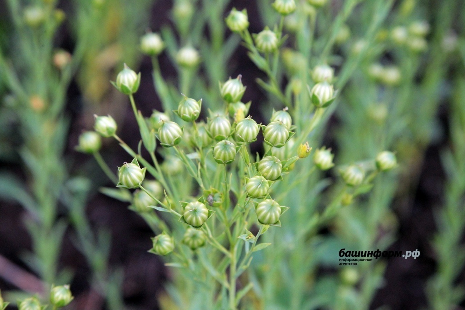 Башкирия значительно увеличила экспорт семян