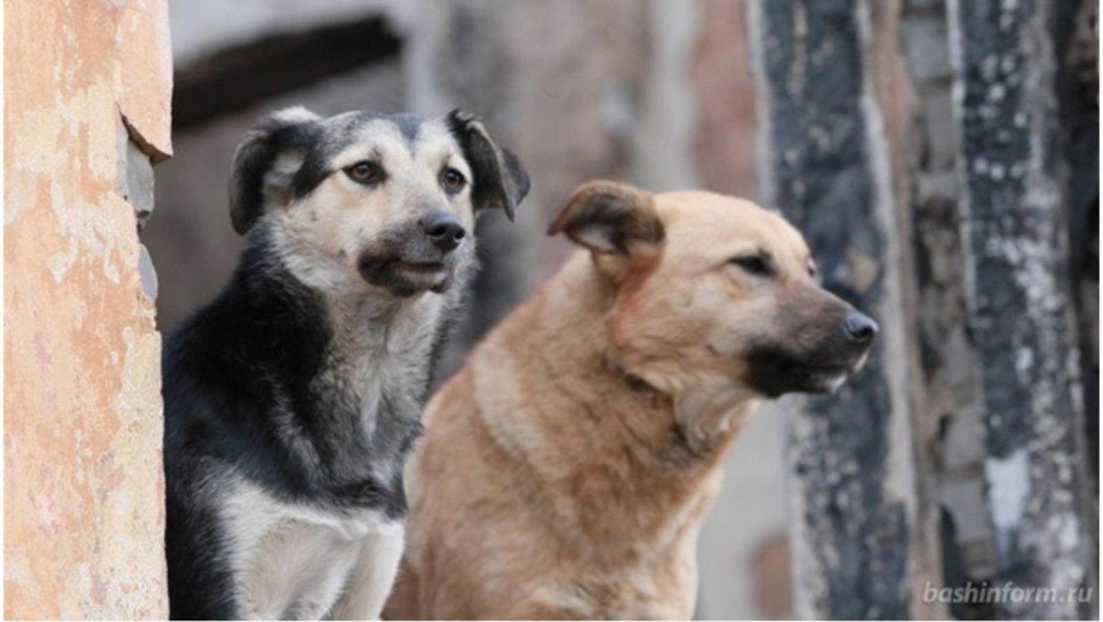 В Башкирии в 2022 году собаки покусали  5772 человека