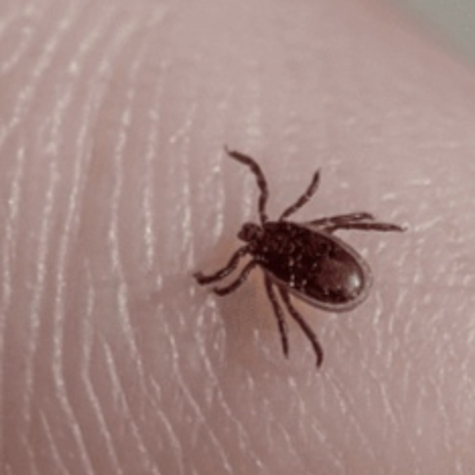 Готовимся к пробуждению клещей