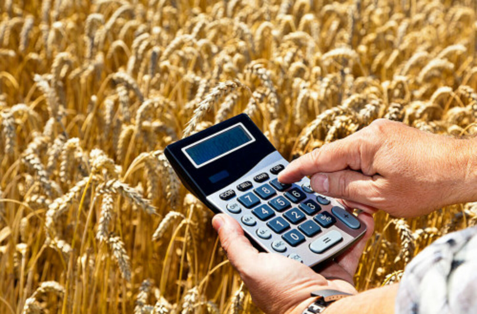 В Башкортостане начался приём заявок на гранты для семейных ферм, сельхозпотребкооперативов и «Агропрогресс»